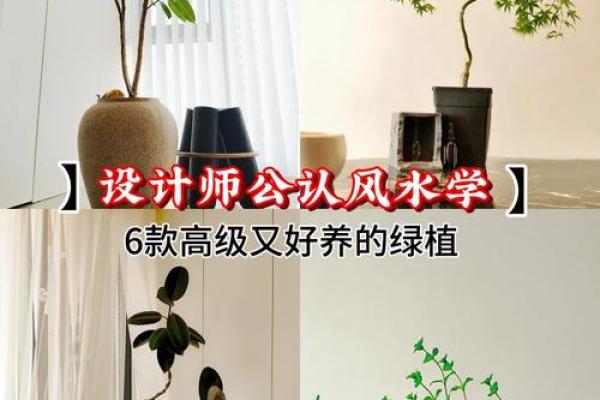 简单的风水改运，绿植摆放指南