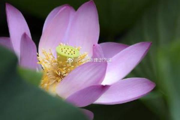 算命说要围花是什么意思
