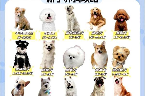 八字分析：如何看宠物是否适合你养？