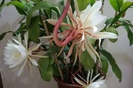 风水讲究，家里面养昙花好不好