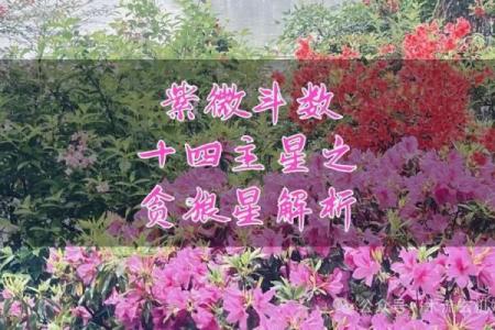 紫微斗数之疾厄宫与诸星，贪狼星在疾病宫是什么意思？