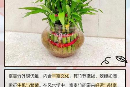 如何养殖富贵竹风水