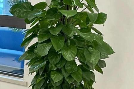 绿萝风水好吗