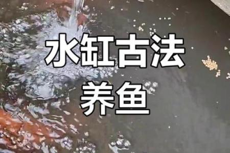 风水金命的人可以养鱼吗可以增加财富吗
