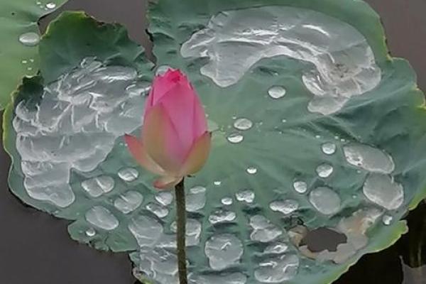 紫薇斗数我见犹怜