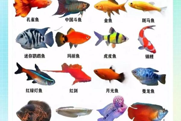 风水，什么类型的八字适合养鱼