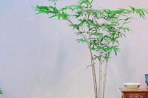 观音竹摆放禁忌是什么 观音竹摆放有哪些禁忌
