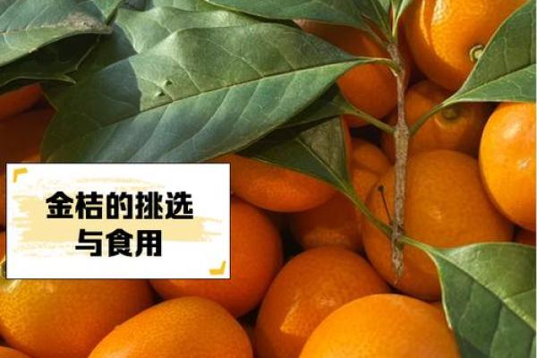 家里种金桔不吉利吗风水观点