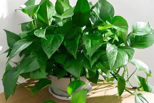 家庭绿植风水 家庭绿植风水好