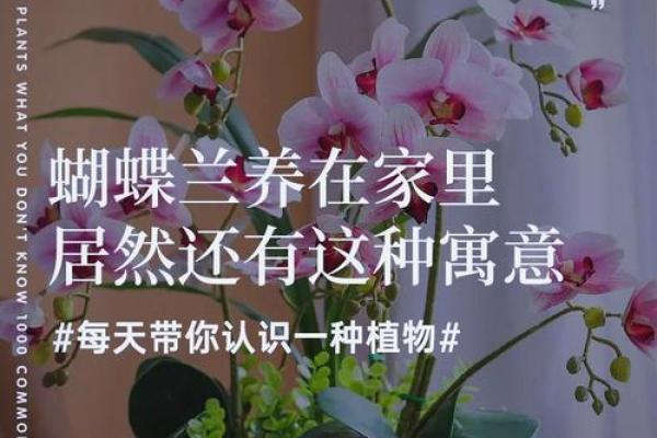 蝴蝶在房子边的风水