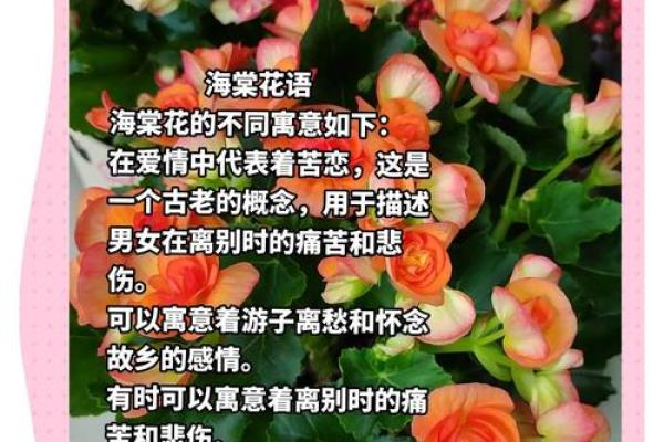 海棠花的风水_龙翅海棠开花寓意