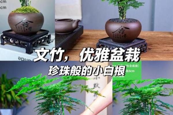 室内盆栽植物的介绍和风水作用