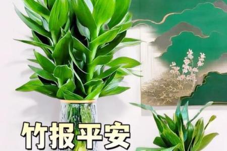观音竹摆放禁忌是什么 观音竹摆放有哪些禁忌
