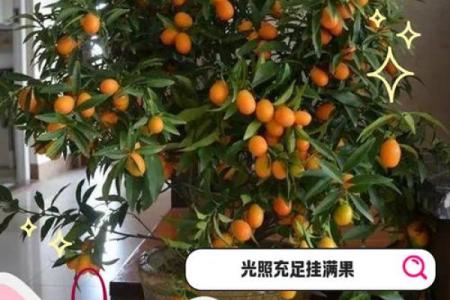 家里种金桔不吉利吗风水观点