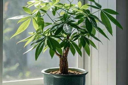 家庭绿植风水 家庭绿植风水好