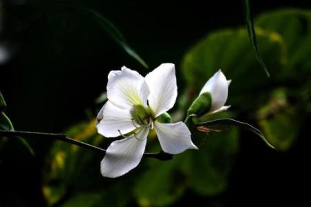 算命说的白花