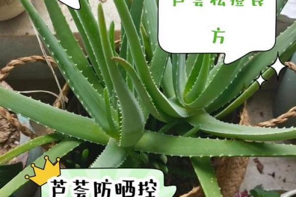 芦荟的风水作用