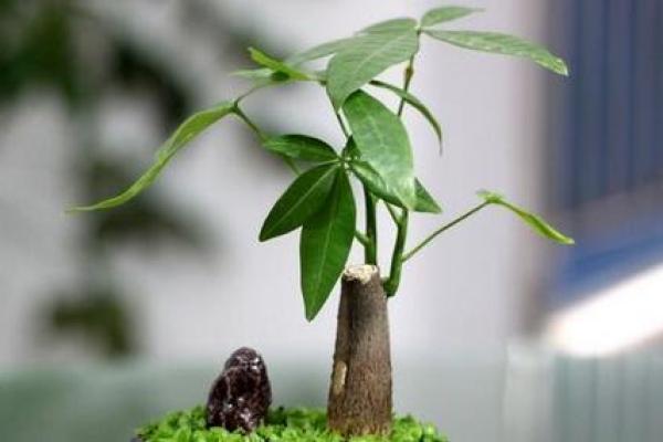 招财风水常识：旧钱包怎么处理