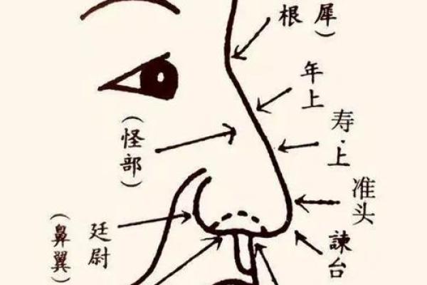 鼻头大的男人面相在风水中有哪些含义
