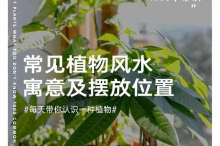 儿童卧室摆放植物风水宜忌