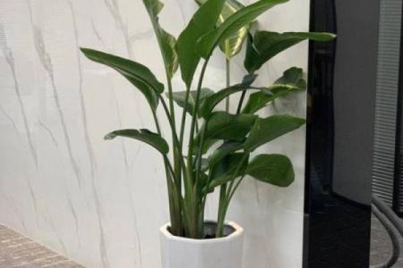 办公室摆放植物有什么风水讲究