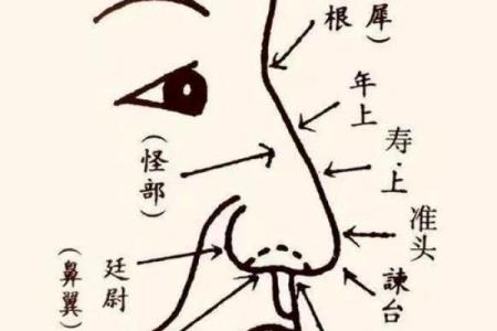 鼻头大的男人面相在风水中有哪些含义
