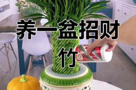 风水转运_鸿运竹养几根才更好