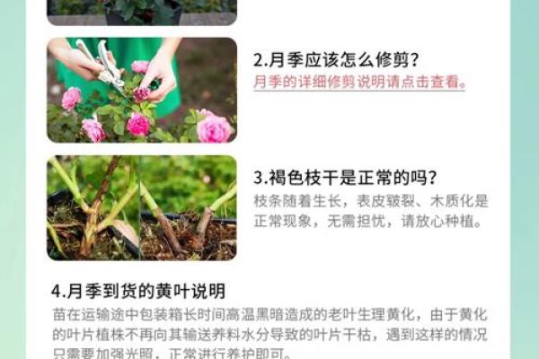 八字墙外花：探究八字墙外花的品种、养护和繁殖技巧