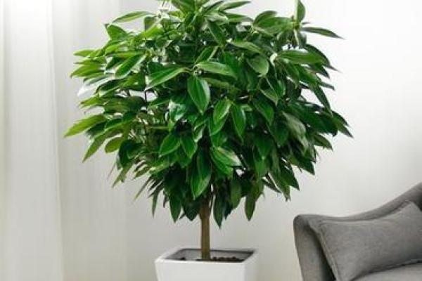 办公室摆放吉祥树好处摆放风水植物