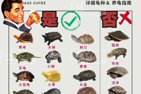家里养乌龟需注意哪些风水问题