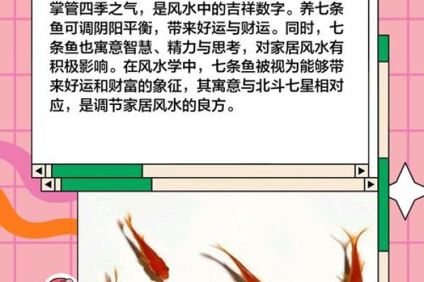 家里养鱼也有风水讲究这么一说