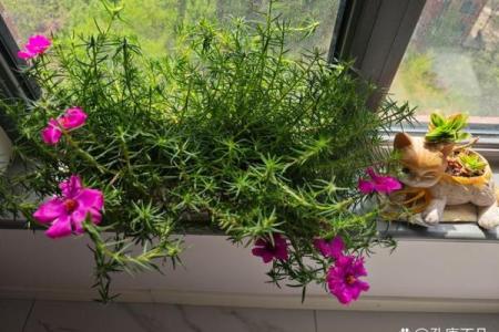 花放窗台风水
