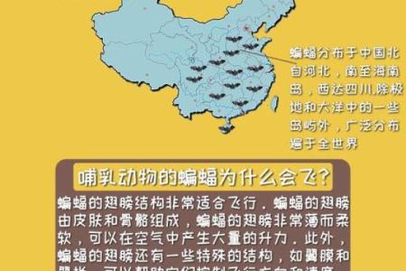 动物风水之家里飞进蝙蝠的解说