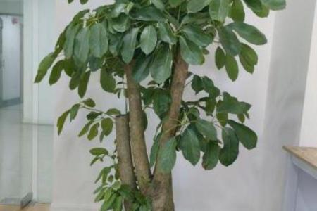 办公室摆放吉祥树好处摆放风水植物