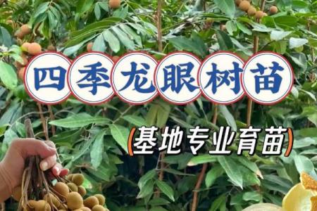 家里种龙眼树影响风水 家里种龙眼树影响风水嘛