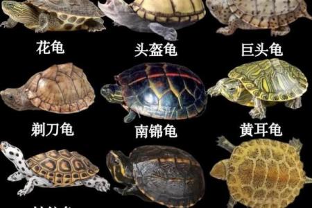 养多少只龟 养龟风水 养几只龟好