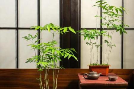 菩提树与家的风水