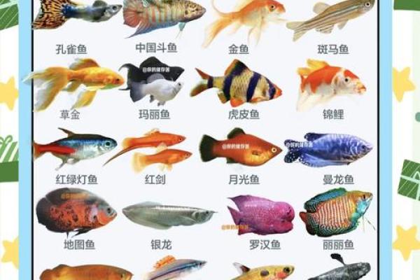 养鱼喜忌：家庭养鱼的风水讲究
