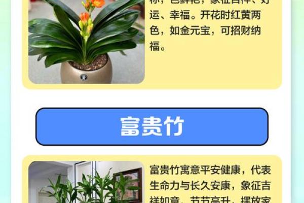 家庭插花 风水