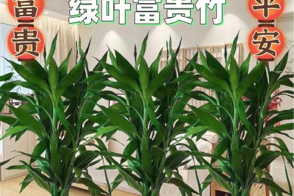 风水上富贵竹养多少颗比较旺财