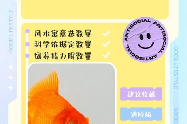 养金鱼有哪些风水讲究-