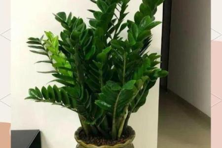 办公室摆放什么花可以招财风水