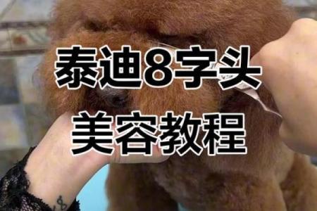 泰迪八字头