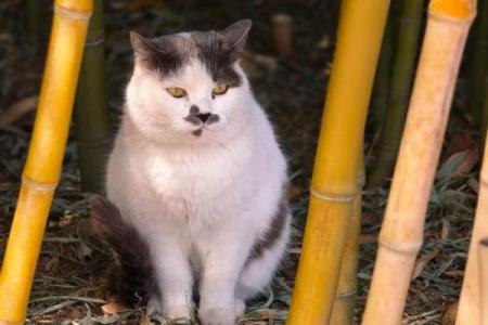 大猫紫薇斗数博客