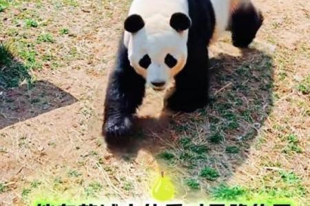 内八字好吗