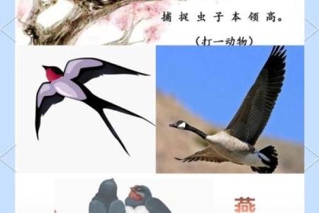 燕子科学风水