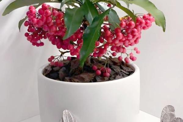 需重视风水十大吉祥花忌讳禁忌