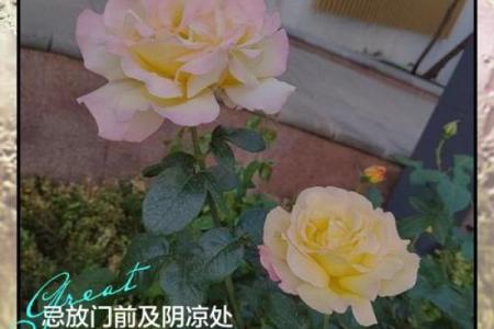 种满月季的房子风水好吗