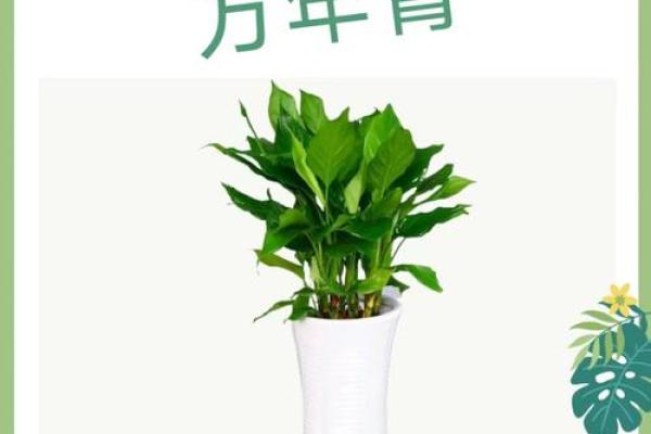 万年青 风水