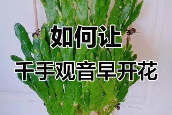 千手观音植物风水